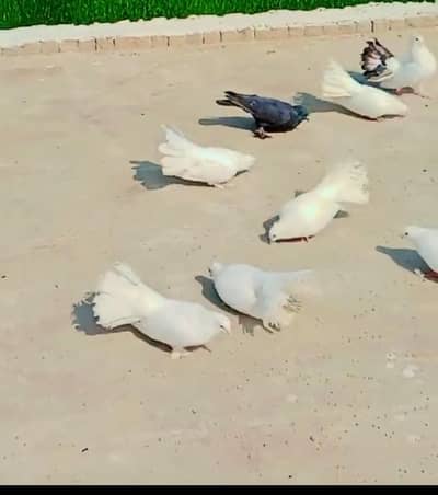 1 pair of white or white with black tail