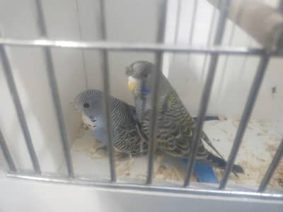 Black Face Pathey Available