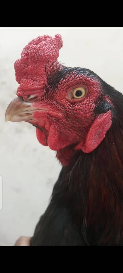 Lassani Breeder Male