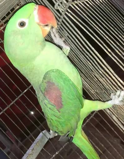 Kashmiri raw parrot for sale 0326=65=49=136