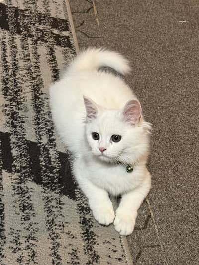 Male persian Cat