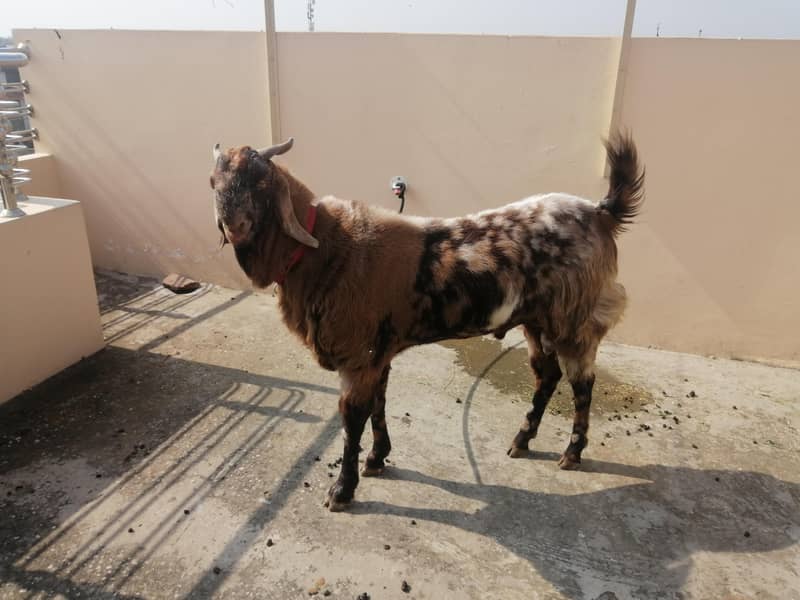 Bakra 0