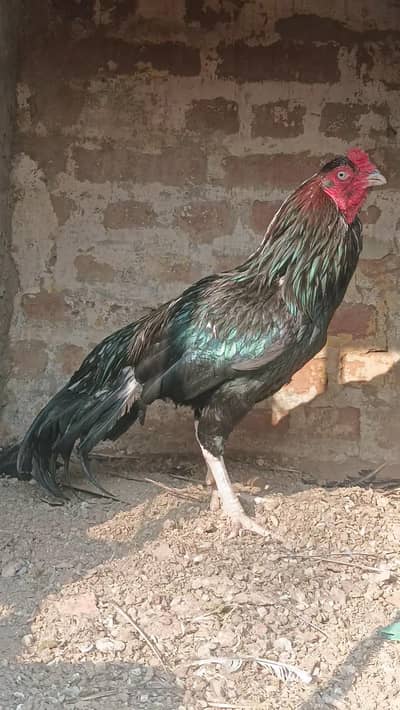 mushka lassani murgh