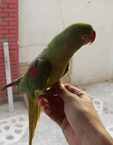 kashmiri raw parrot for sale WhatsApp number 0326=65=49136