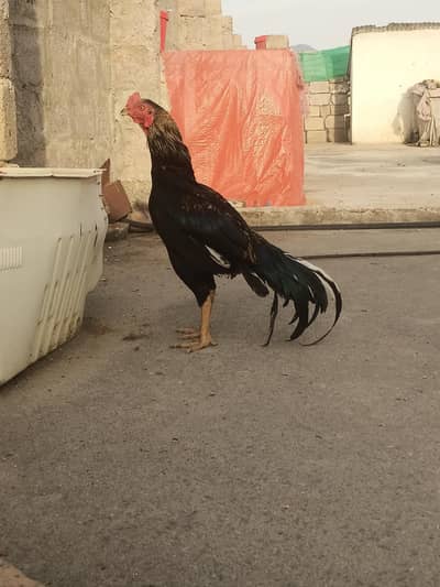 Aseel sawa jawa patha Fifhter blood