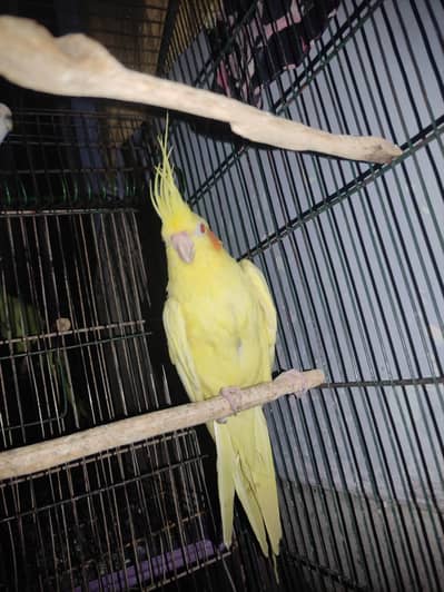 Budgie White, Cockatiel Lutino Female Healthy