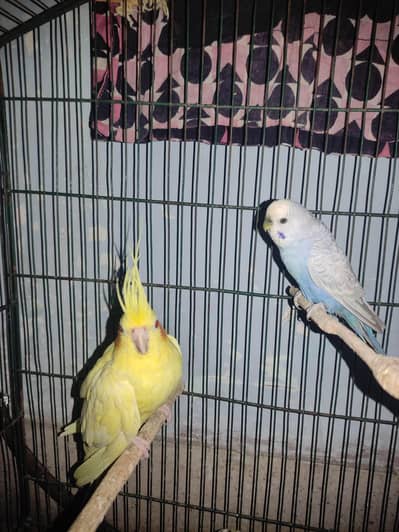 Budgie White male, Cockatiel Lutino Female red eye