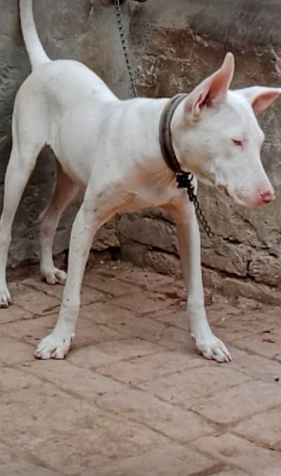 gultair puppy for sale