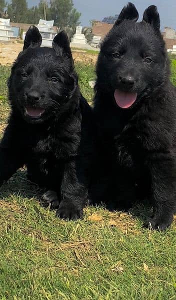 black shepherd long cout pair for sale active and healthy available