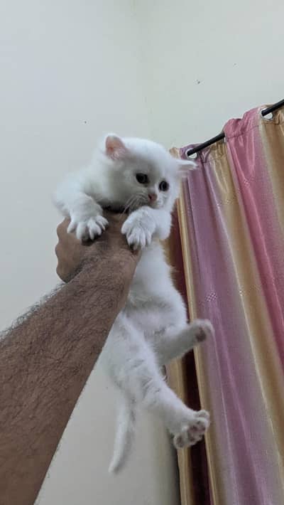 white female kitten