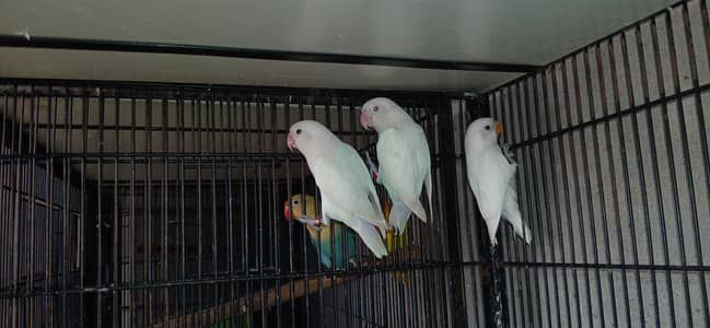 Albino Red Eyes Love Birds