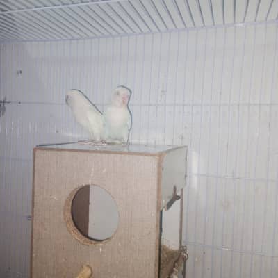 pallflow split . albino red . parblue