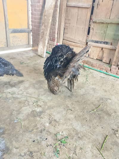 jet black breader turkey bird