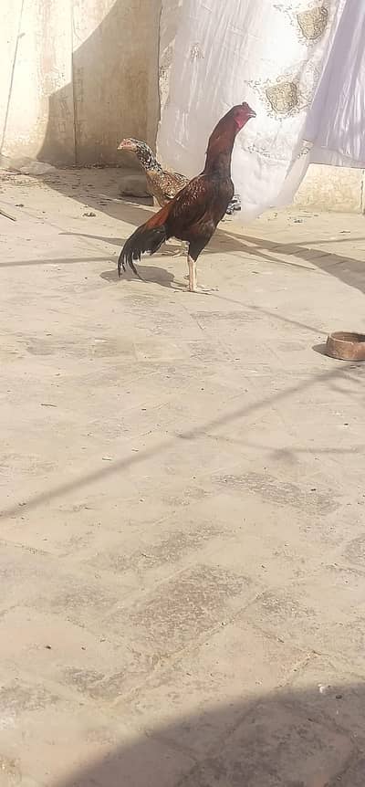 aseel mianwali  chena 0nmber