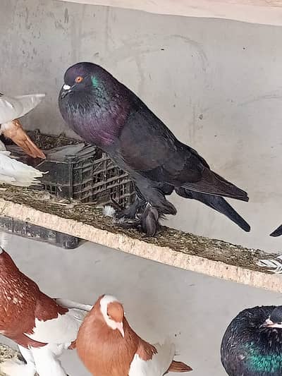 Revers A+ Black Pom Breeder Pair For Sale