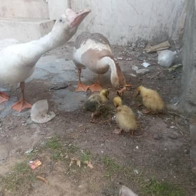 long neck raj ducks with 3 chicks