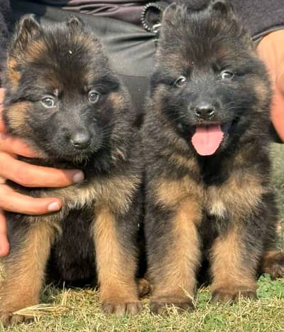 German shepherd puppies for sale healthy WhatsApp number 0326=65=49136