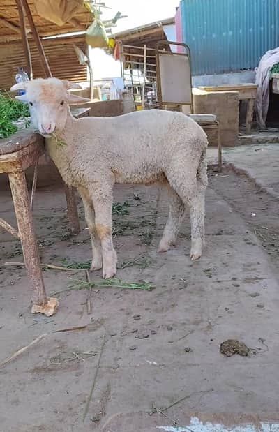 long Tale and Larkana male