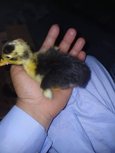 duck kids for sale samundri shehr