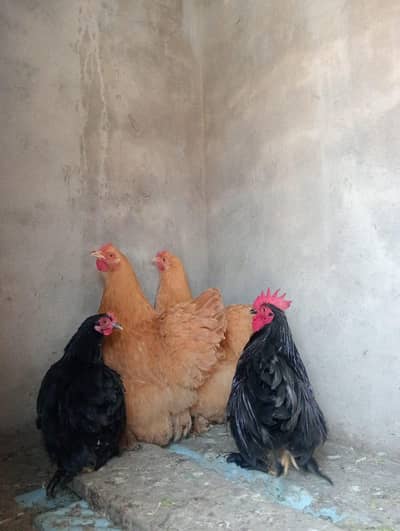 Heavy Buff young Breeder Pair