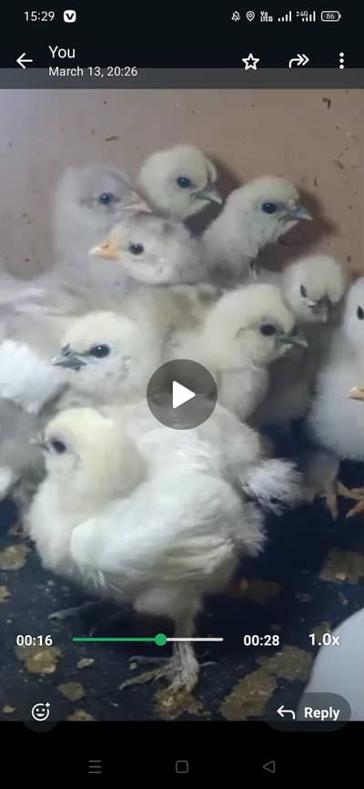 Silky Blue Heavy Buff .