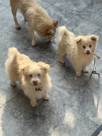 Russian puppy and adult female available