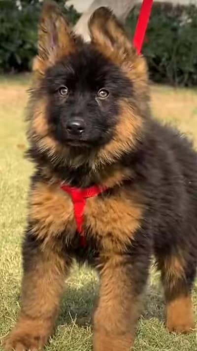 German shepherd puppies for sale healthy WhatsApp number 0326=65=49136