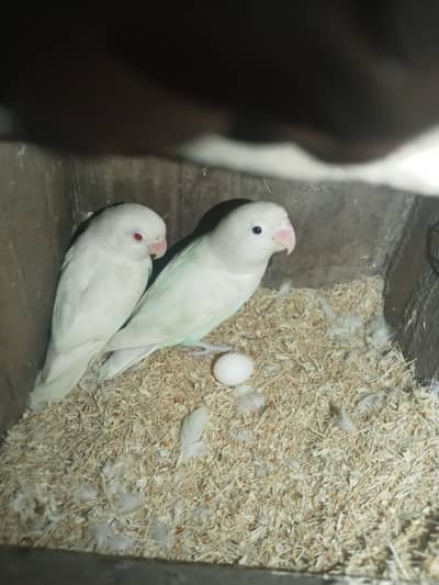 lovebirds and budgie