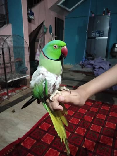 hand trand parrot