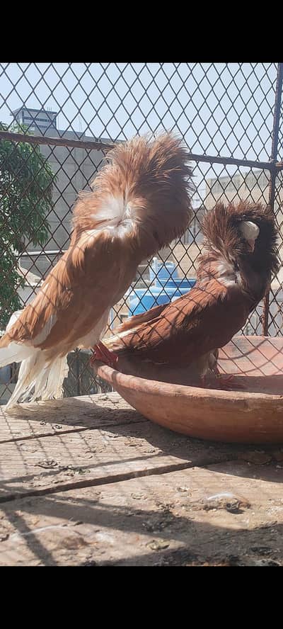 Jacobin breeder orange male