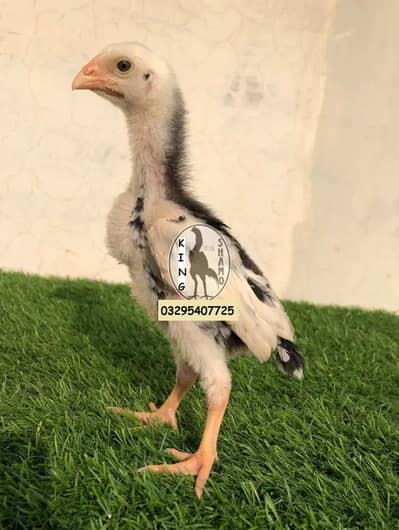 pure black o shamo chicks avaliable healthy and active