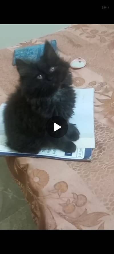 pur Persian kitten for sale  black color triple coat