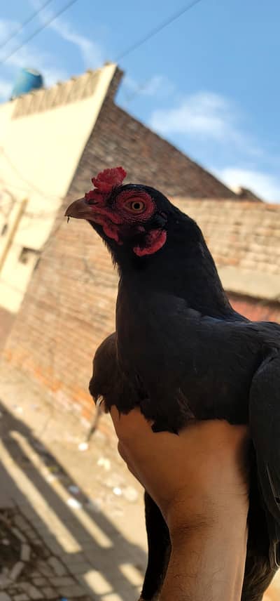 aseel murgi urgent sale