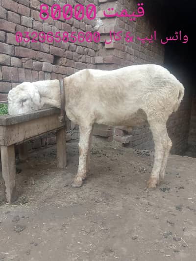 Price pic pa likhi ha Qurbani Hr Ghr ma inshallah Ghr k palay chahtray