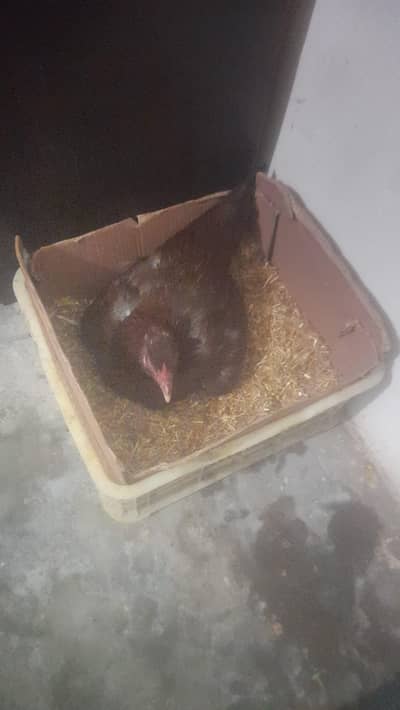 korak morgi for sale