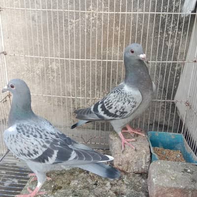 Pigeon Pair