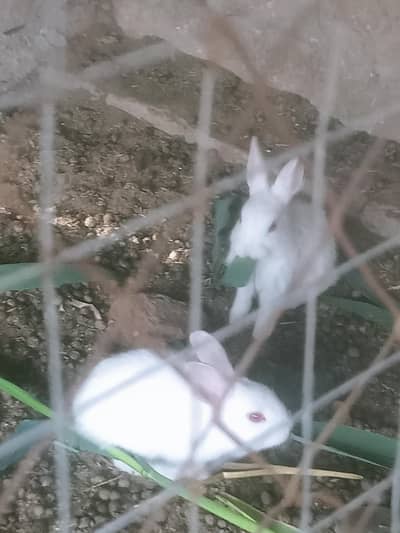 baby Rabbits