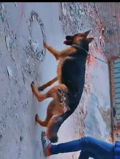 German Shepherd, long cot female