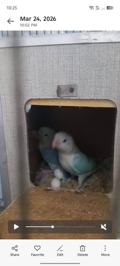 Blue dilute pair for sale