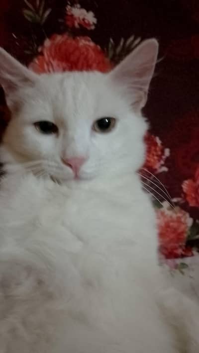 little train hai Urgent sale and 15k