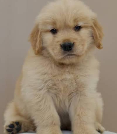 Golden Retiever puppy available