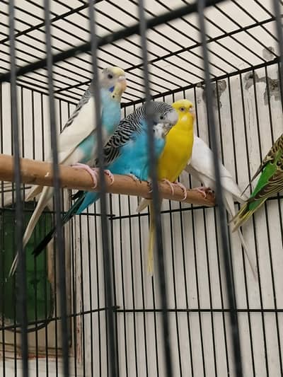 Budgies | Australian Parrots Urgent sale