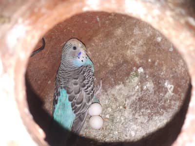 jawa budgie for sale