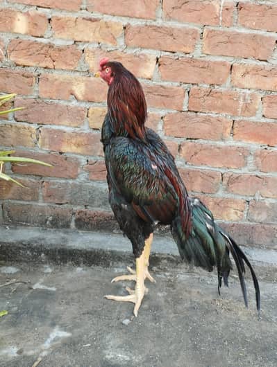 Turkish Hint Cross High Quality Aseel