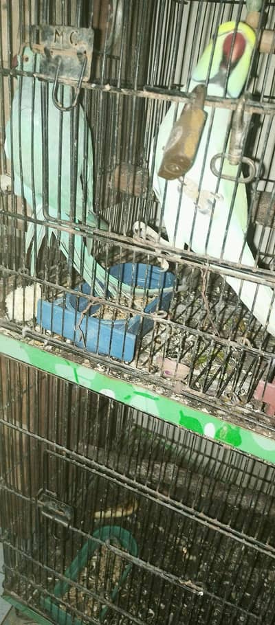 Tourquese CT blue ring neck talkng,free fly and breeder pair
