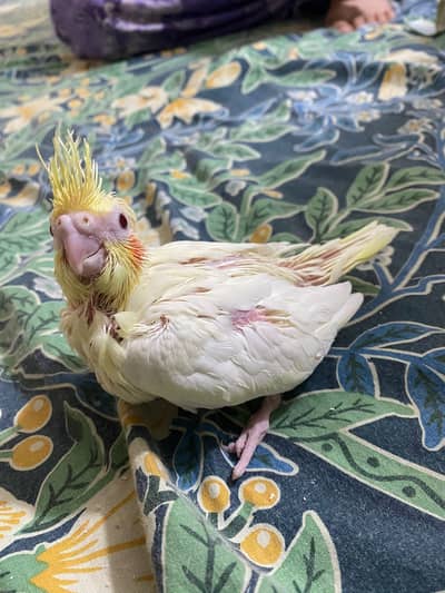 Cockatiels hand tamed red eye chicks