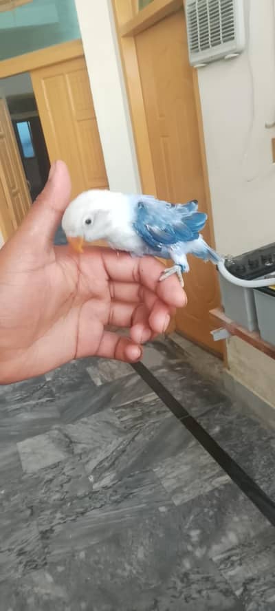 Handtame lovebird Violet Opline semi tame lovebird self chick avai