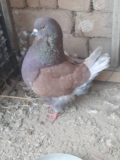 pigeon for sell