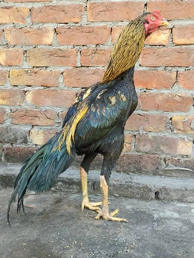 High Quality Barmi Cross Aseel Bird