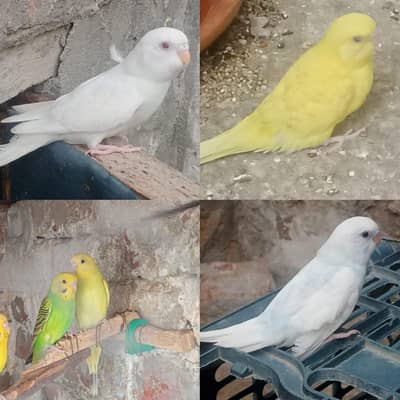 Australion Perots for sale. . 0347 1521806 Whatsapp